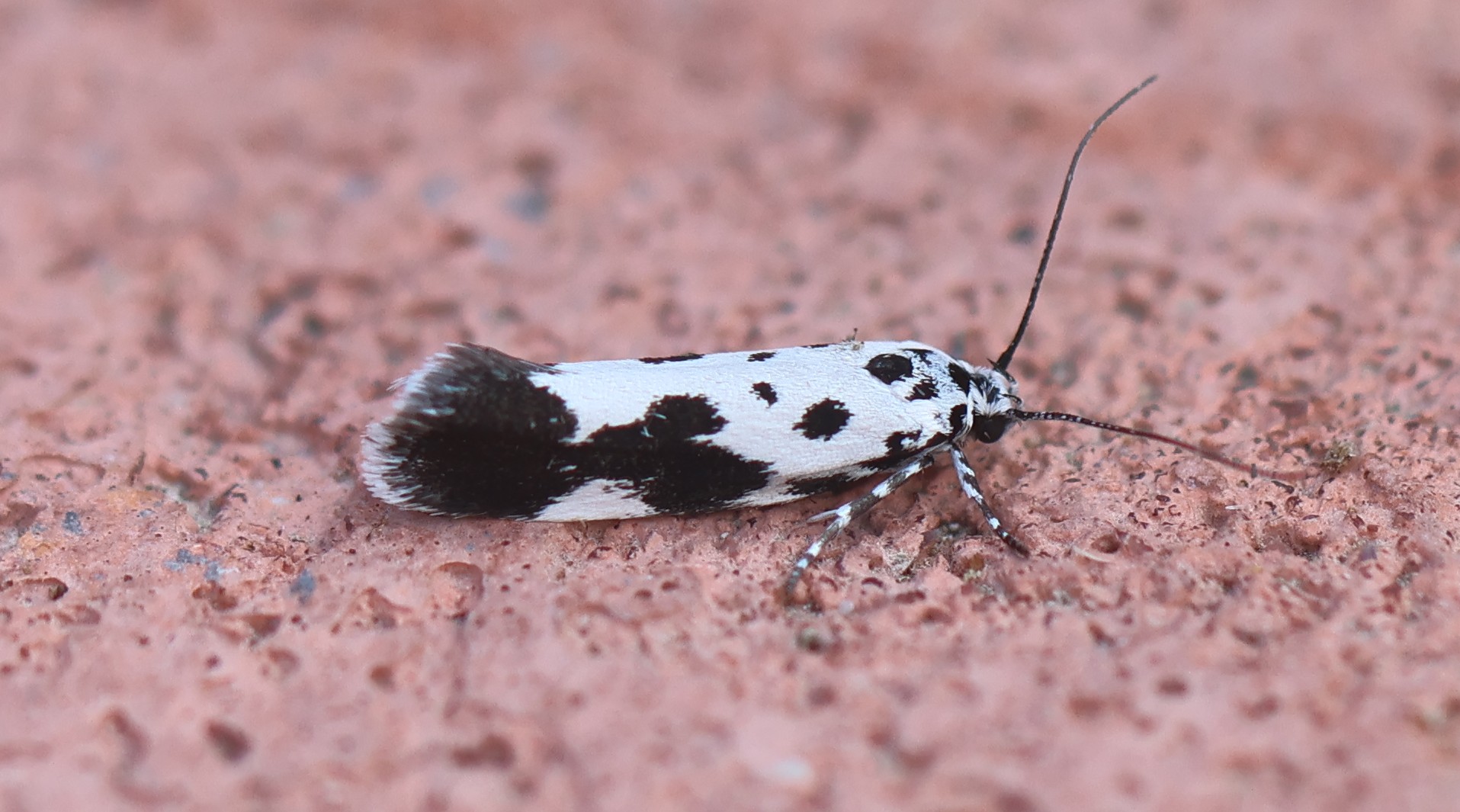 Photo of Comfrey Ermel (Ethmia quadrillella)